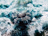 Crocodile Flathead, this is his eye with his lacy eye lid. Paupa New Guinea